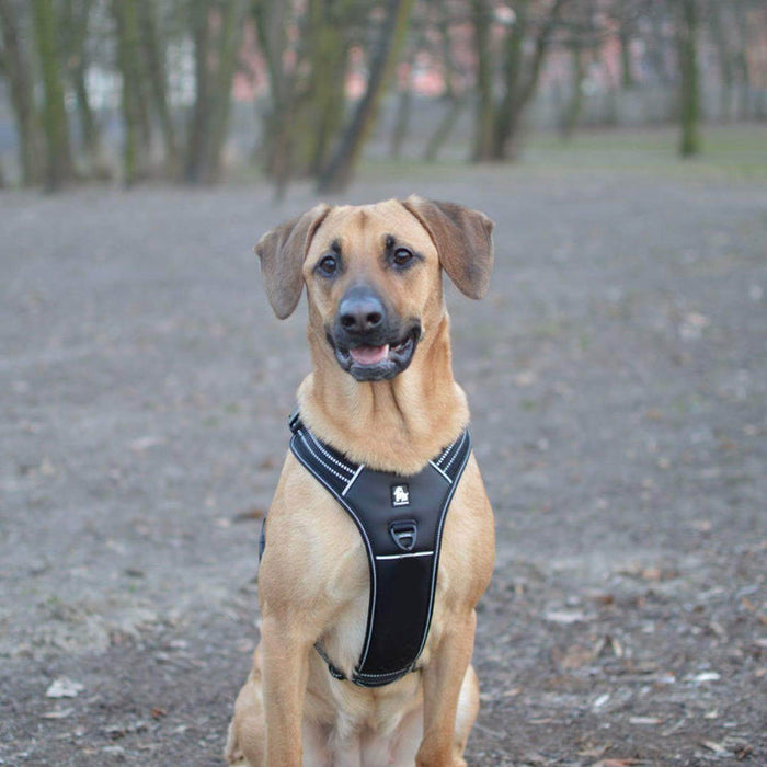 Truelove No-Pull Dog Sleek Sports Puppy Reflective Heavy Duty Harness Black XS