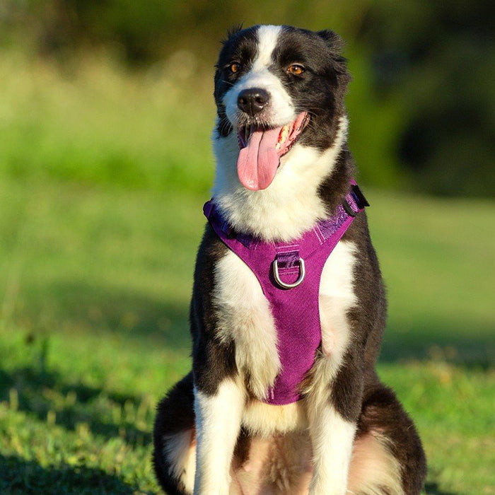 Truelove Escape Proof Dog Waterproof Adjustable  Whinhyepet Harness Black XS