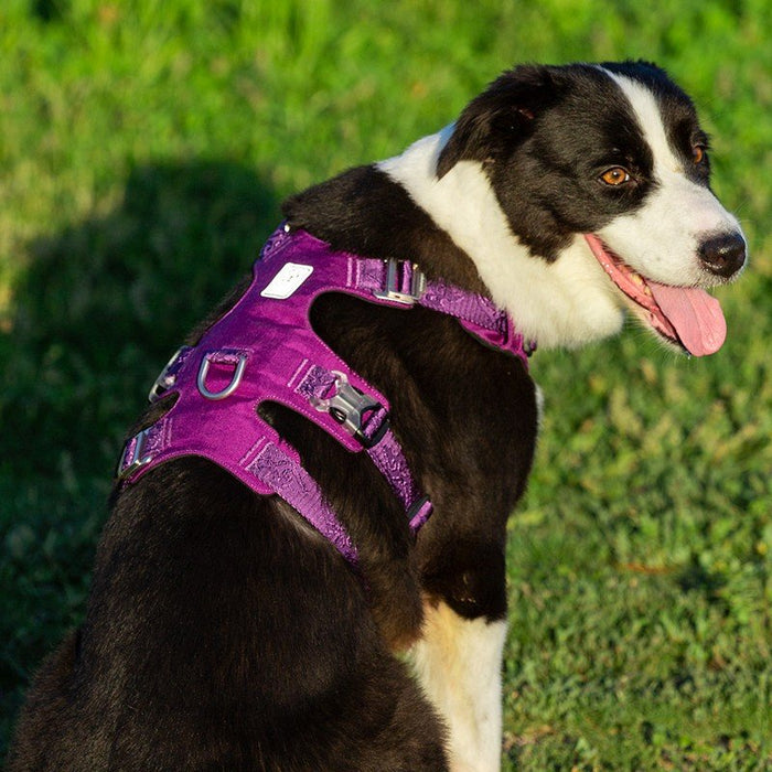Truelove Escape Proof Dog Waterproof Adjustable  Whinhyepet Harness Black XS