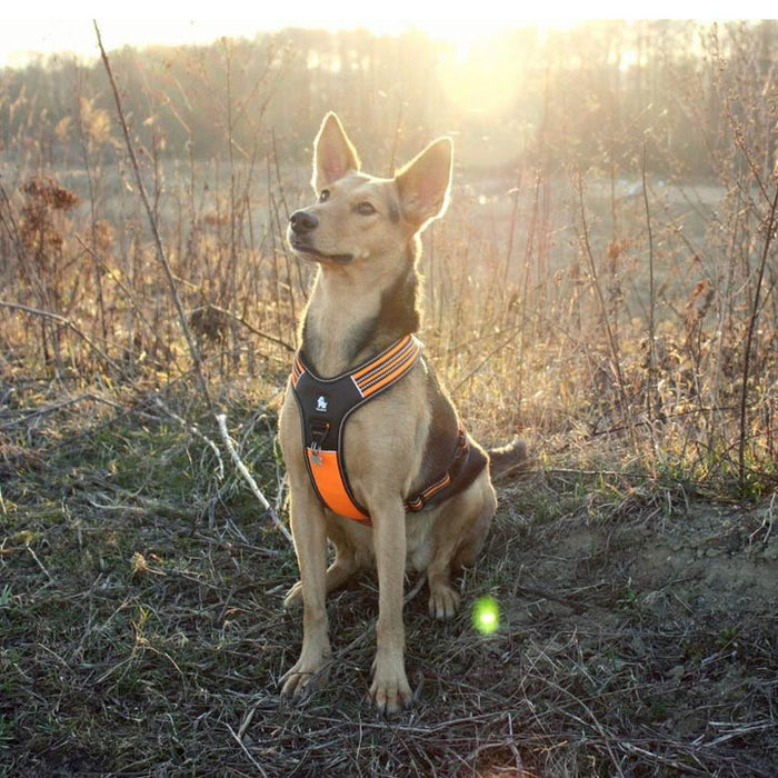 Truelove No-Pull Dog Sleek Sports  Puppy Reflective Heavy Duty Harness Orange XS