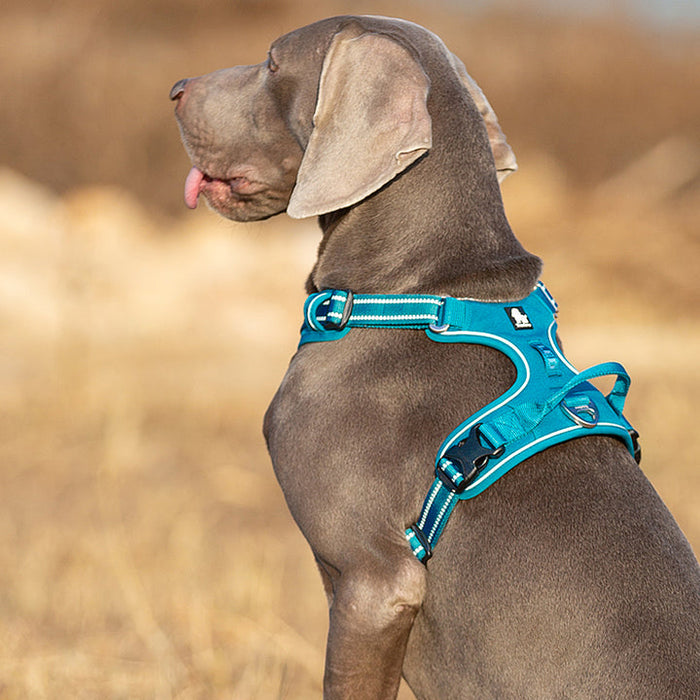 Truelove Adventurer Dog Doggie Adjustable No Pull Harness Blue XL