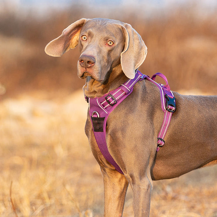 Truelove Adventurer Dog Doggie Adjustable No Pull Harness Purple XS