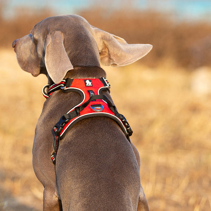 Truelove Adventurer Dog Doggie Adjustable No Pull Harness Red M