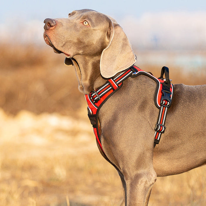 Truelove Adventurer Dog Doggie Adjustable No Pull Harness Red M