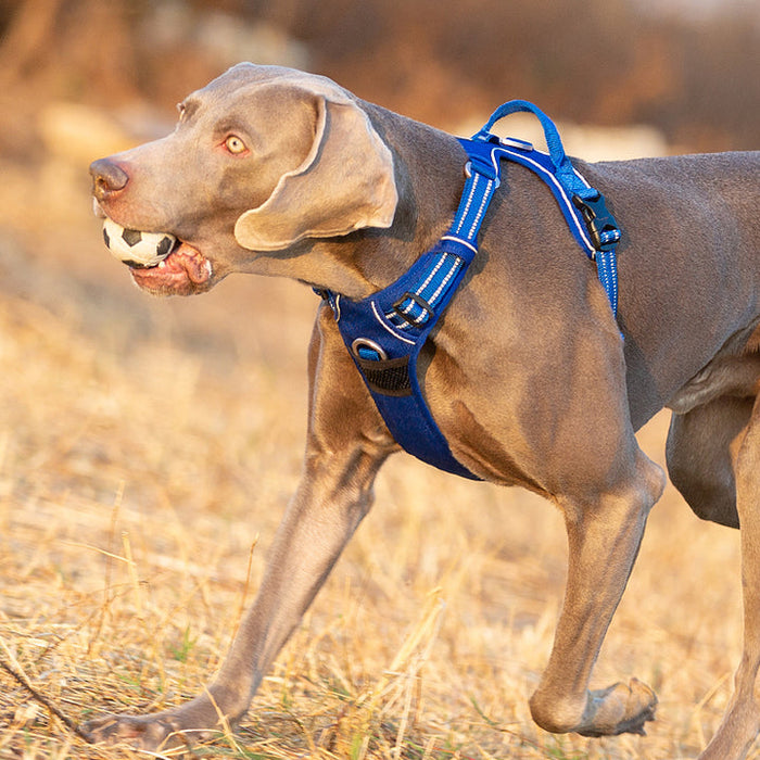 Truelove Adventurer Dog Doggie Adjustable No Pull Harness Royal Blue L