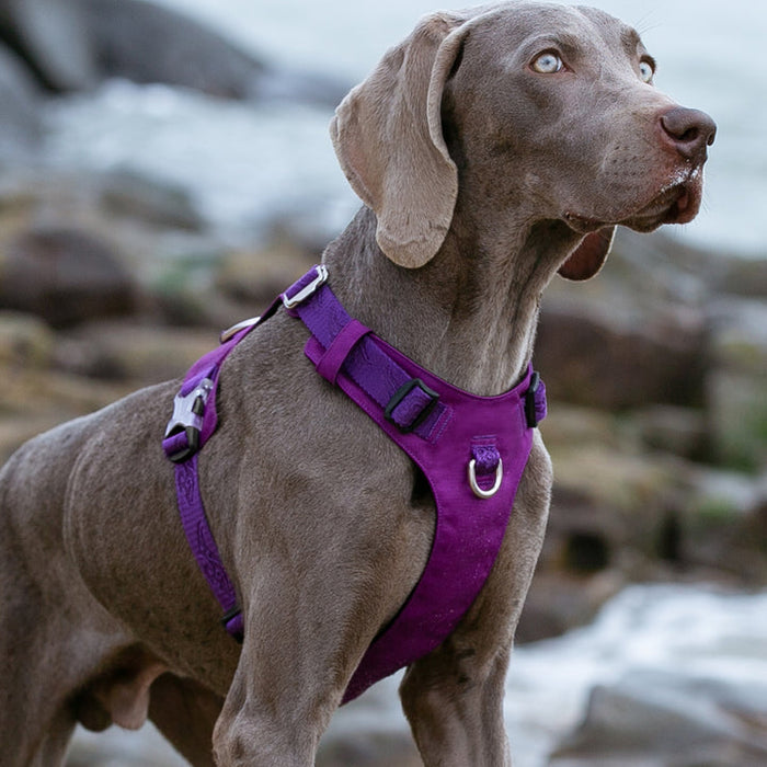 Truelove No-Pull Dog Sleek Sports  Puppy Lightweight Harness Purple 2XS