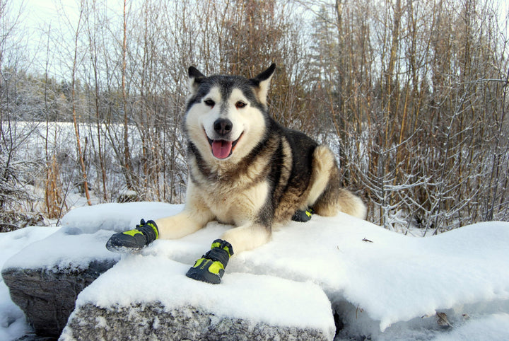 True Love Weatherproof  Doggie Shoes Velcro Straps  OutdoorBlack Size 1